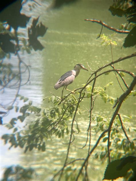 Pictures Of The Day 08142021 Friends Of Radnor Lake