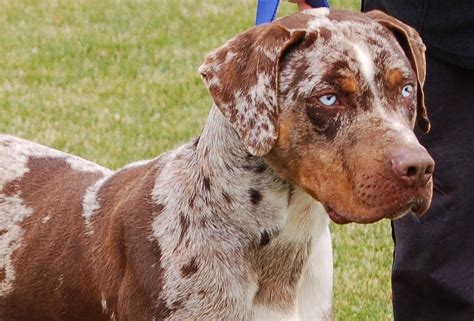 Catahoula Cur Puppies Puppy Dog Gallery