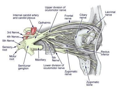 Trigeminal Ganglion Cadaver