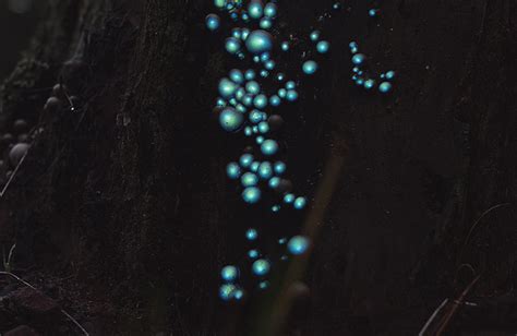 Bioluminescent Forest 3 Revista Endémico