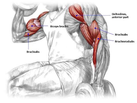 The other end of the muscle stays fixed and the part of the muscle that moves is moved towards this fixed point. Mastering Dumbbell Concentration Curls: Guide, Form, Flaws ...
