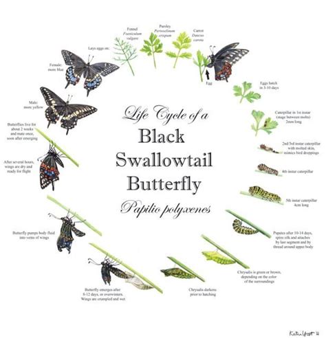 Swallowtail Butterfly Butterfly Life Cycle Butterfly Information