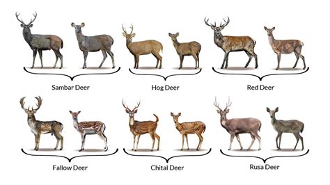 Deer Hunting Victoria Guided Deer Hunts Deer Safaris And Deer Courses