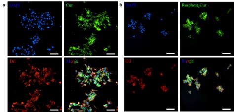 Luminescence Confocal Microscopy Images Of 4t1 Cell Membrane A