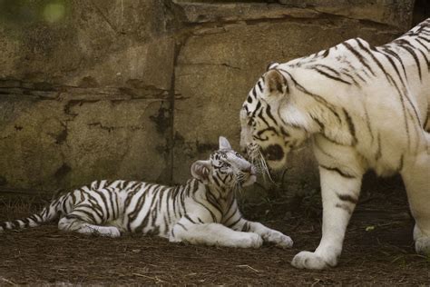 White Tiger Cub And Mom Johnjacobsen Flickr