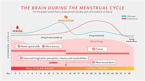 How The Menstrual Cycle Changes Womens Brains For Better Bbc Future