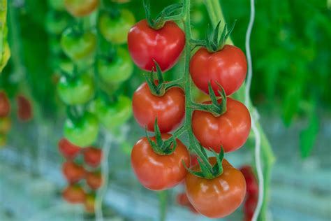 The Development Of A Greenhouse Grown Tomato Naturefresh™ Farms