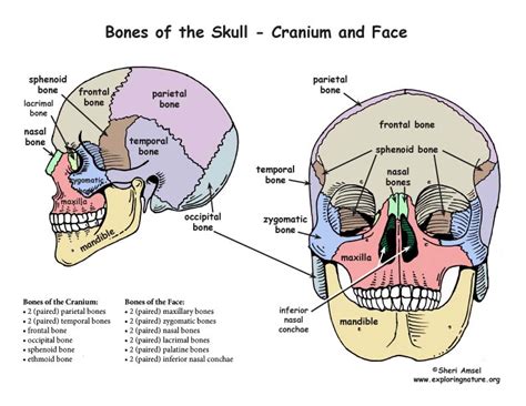 Skull Bones Of The Cranium And Face