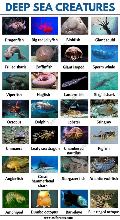 Deep Sea Creatures List Of 25 Creatures That Live In Deep Ocean Esl Riset