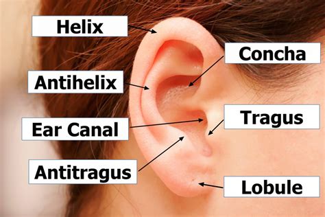 Outer Ear Anatomy Outer Ear Infection And Pain Causes And Treatment