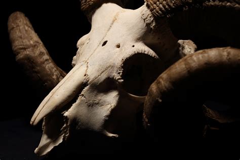 Free Photo Ram Skull And Horns Anatomy Research Horns Free