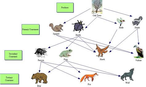 Food Chain And Food Web Temperate Forest Card Sort Tpt Science