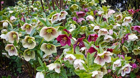 The Best Hellebores To Grow In Your Garden Weekend The Times
