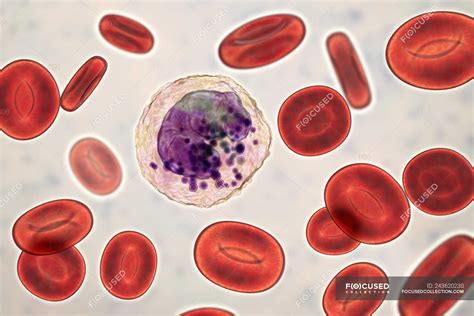 Basophil White Blood Cell And Red Blood Cells Digital Illustration