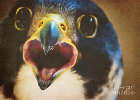 A Beak Photograph By Kadwell Enz Fine Art America