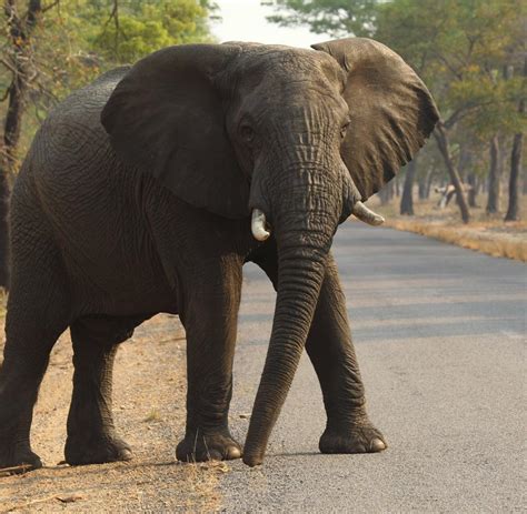 Simbabwe Deutscher Jäger erschießt legendären Elefanten WELT