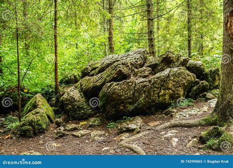 Rock In The Forest Stock Image Image Of Stone Background 74299065