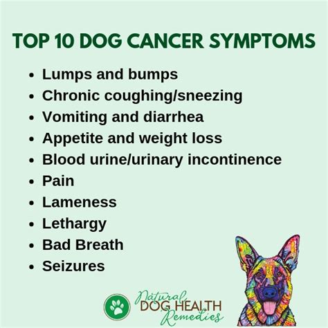 Symptoms Of Dog Cancer Be Aware Of These Signs