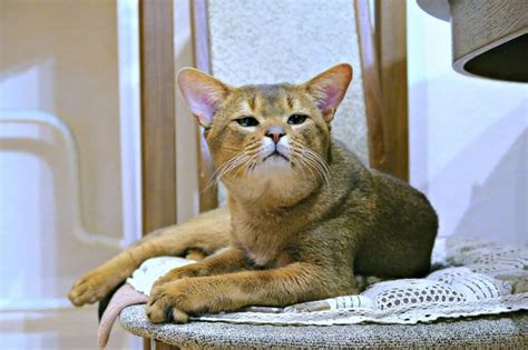 Abyssinian Cat Breed Information What You Need To Know In 2023