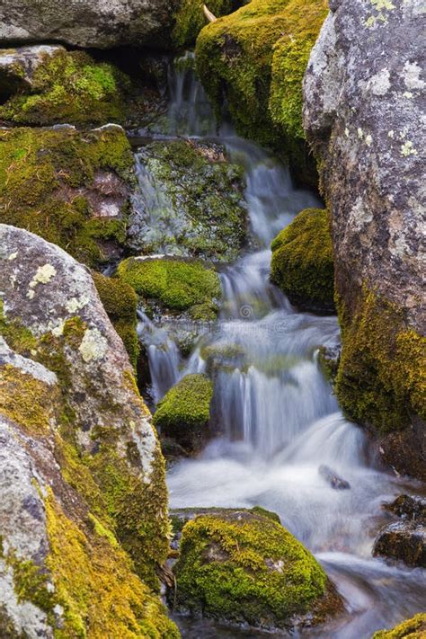 Mountain Stream Flowing Among The Mossy Stones Stock Image Image Of