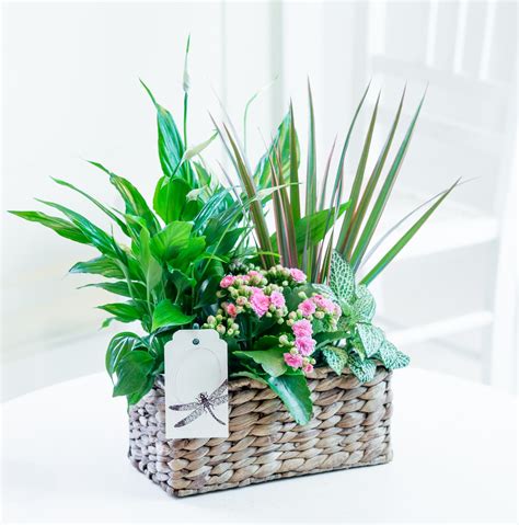 We did not find results for: Mixed Plant Gift Basket | FlyingFlowers.co.uk