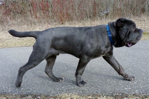 Bullmastiff puppies for sale your search returned the following puppies for sale. Neapolitan Mastiff Puppies for Sale from Reputable Dog ...