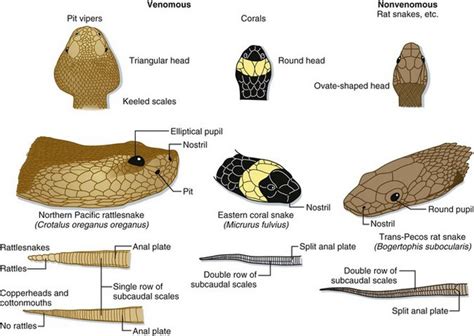 Pit Viper Vs Coral Snake Whats The Difference In 2023