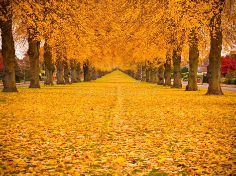 Hojas De Arce Del Amarillo Del Follaje De Caída Del árbol Del Otoño