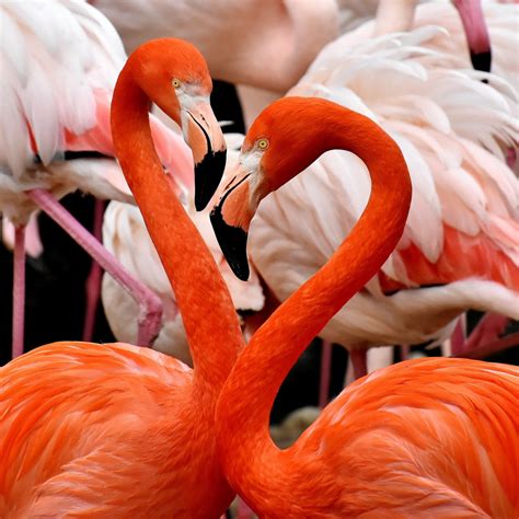 Flamingo Birds Wallpaper Flamingo Hd Wallpapers 1080p 1224x1224
