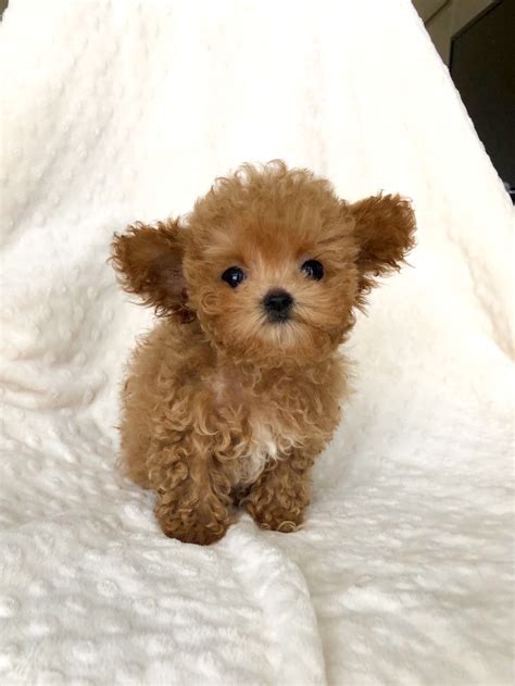 Find teacup puppies in canada | visit kijiji classifieds to buy, sell, or trade almost anything! Micro Teacup maltipoo puppy red for sale | iHeartTeacups