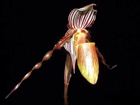 Paphiopedilum Glanduliferum Orchid Plant Care And Culture Travaldo S Blog