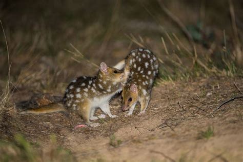 Rare Photos Of Baby Eastern Quolls At Play In Mulligans Flat Woodland