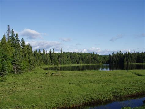 Grasslands Forests And Wetlands Natures Carbon Capture And Storage