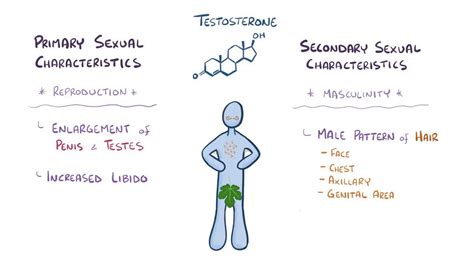 Testosterone Video Anatomy Definition And Function Osmosis