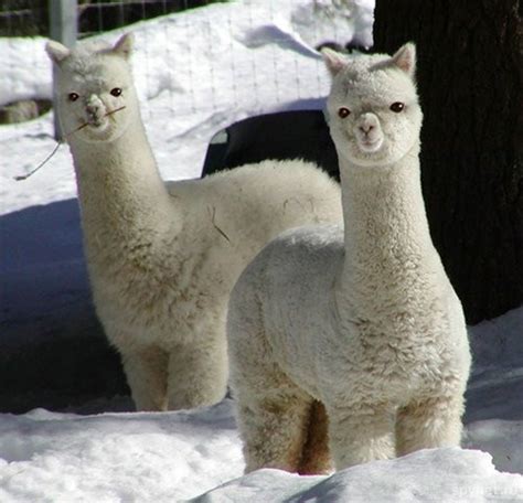 60 Beautiful Pictures Of Animal In The Snow