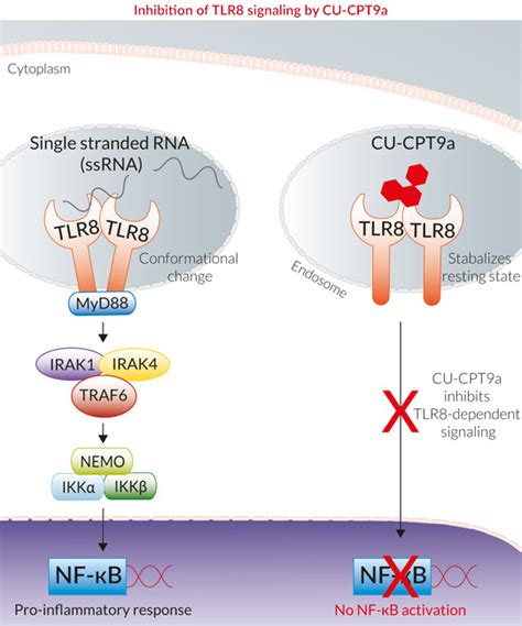 Cu Cpt9a Tlr8 Inhibitor Invivogen