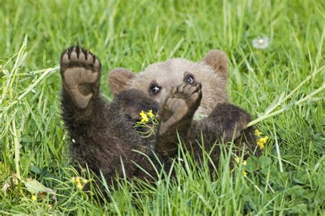 European Brown Bear Cub Ursus Arctos Close Up Stockphoto