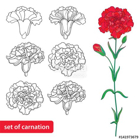 How to draw a butterfly easy step by step. Simple Carnation Drawing at GetDrawings | Free download