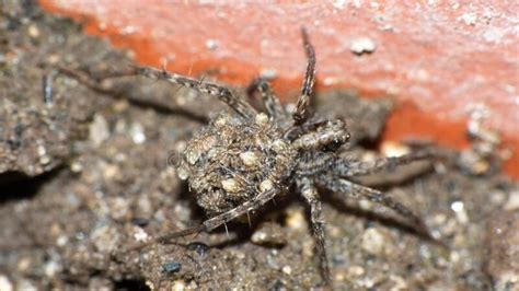 Wolf Spider With Babies Stock Image Image Of Spider 199900551