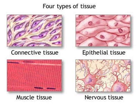 Are the tissues present in plants and animals same? Histology-The Study of Tissues - The Massage Guy