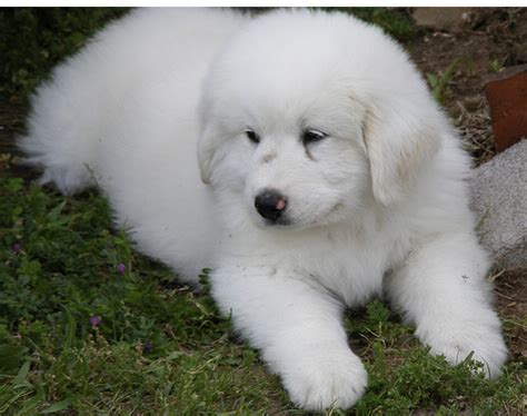 White Great Pyrenees Puppy Picturepng