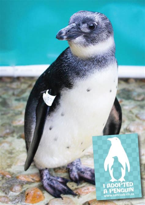 Adopt A Penguin Adopt A Penguin Adopt A Penguin Coastal Birds