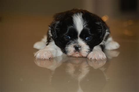The best part is, they dont shed!!!. shih tzu puppies | Camborne, Cornwall | Pets4Homes