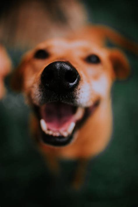 Close Up Photo Of A Dogs Snout · Free Stock Photo