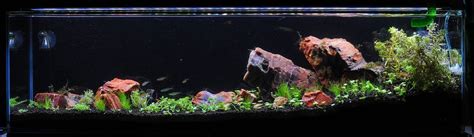 Petrified Wood Planted Tank Red Cherry Shrimp Plant Mister Tanked