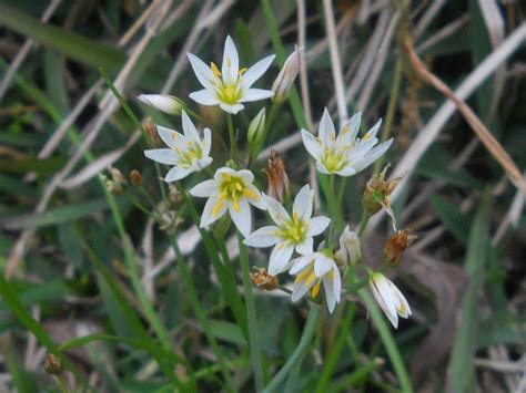 Small White Flower With 6 Pointed Petals And Yellow Center