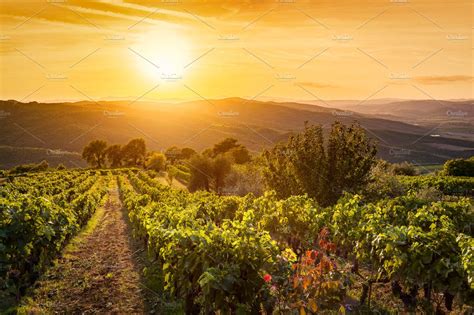 Vineyard At Sunset Tuscany Italy Featuring Italy Tuscany And Vineyard