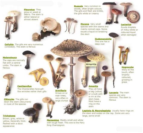 Magic Mushroom Picture Guide All Mushroom Info
