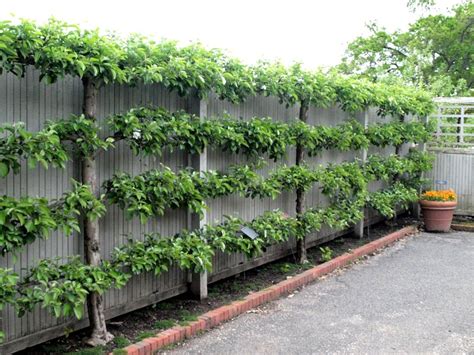 Planter Un Espalier Ou Une Palmette Chez Vous Ma Passion Du Verger