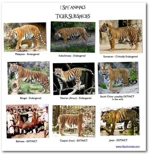 Evolution Of The Tiger On Emaze
